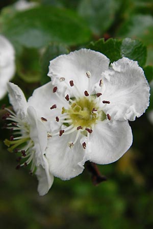 Crataegus laevigata \ Zweigriffeliger Weidorn / Midland Hawthorn, Woodland Hawthorn, D Nüdlingen 9.5.2015