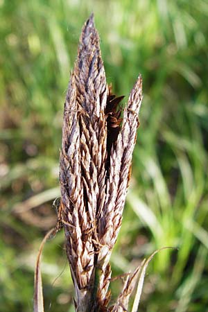 Carex riparia \ Ufer-Segge / Great Pond Sedge, D Groß-Gerau 25.6.2015
