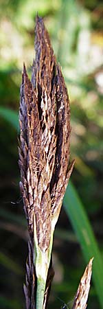 Carex riparia \ Ufer-Segge / Great Pond Sedge, D Groß-Gerau 25.6.2015