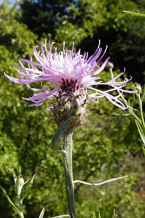 Centaurea australis \ Kleinkpfige Flockenblume / Southern Spotted Knapweed, D Graben-Neudorf 28.6.2015