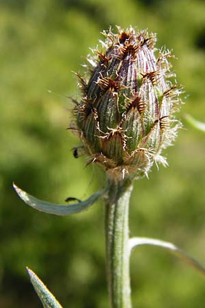 Centaurea australis \ Kleinkpfige Flockenblume / Southern Spotted Knapweed, D Graben-Neudorf 28.6.2015