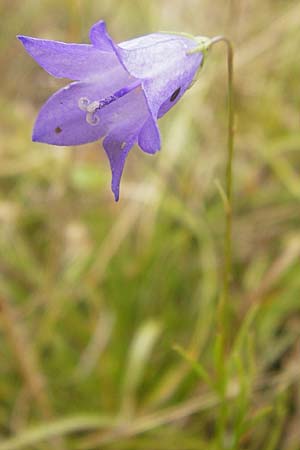 Campanula rotundifolia \ Rundblttrige Glockenblume / Harebell, D Eching 25.7.2015