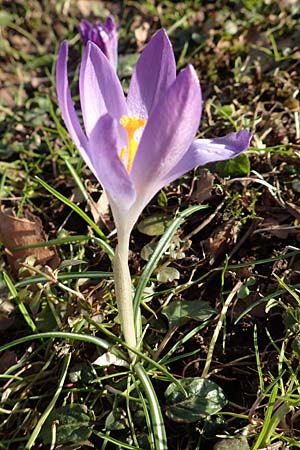 Crocus tommasinianus \ Elfen-Krokus, Dalmatiner Krokus / Woodland Crocus, Tommasini's Crocus, D Mannheim 8.2.2015