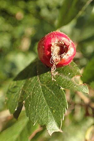Crataegus rhipidophylla subsp. rhipidophylla \ Grokelch-Weidorn / Midland Hawthorn, D Langenselbold 10.9.2016