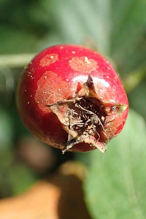 Crataegus rhipidophylla subsp. rhipidophylla \ Grokelch-Weidorn / Midland Hawthorn, D Langenselbold 10.9.2016