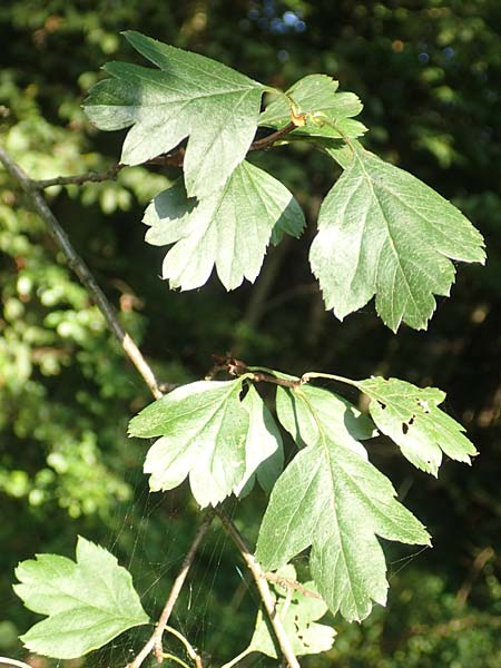 Crataegus rhipidophylla subsp. rhipidophylla \ Grokelch-Weidorn / Midland Hawthorn, D Langenselbold 10.9.2016