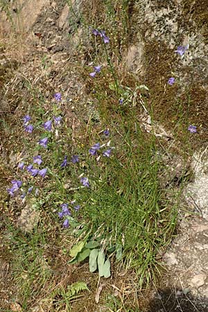 Campanula rotundifolia \ Rundblttrige Glockenblume / Harebell, D Heidelberg 21.6.2017