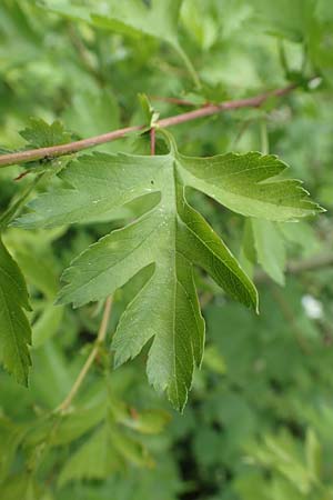 Crataegus monogyna \ Eingriffeliger Weidorn / Hawthorn, D Mannheim 3.5.2018