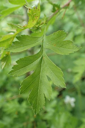 Crataegus monogyna \ Eingriffeliger Weidorn / Hawthorn, D Mannheim 3.5.2018