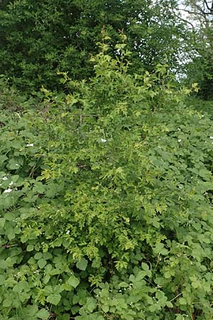 Crataegus monogyna \ Eingriffeliger Weidorn / Hawthorn, D Mannheim 3.5.2018