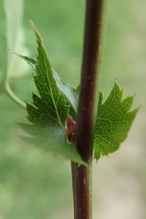 Crataegus monogyna \ Eingriffeliger Weidorn / Hawthorn, D Mannheim 3.5.2018