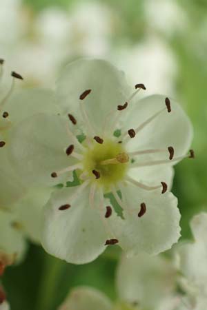 Crataegus monogyna \ Eingriffeliger Weidorn / Hawthorn, D Mannheim 3.5.2018