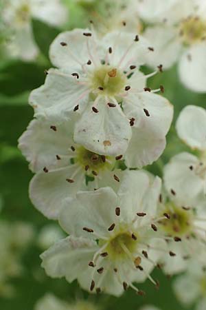 Crataegus monogyna \ Eingriffeliger Weidorn / Hawthorn, D Mannheim 3.5.2018
