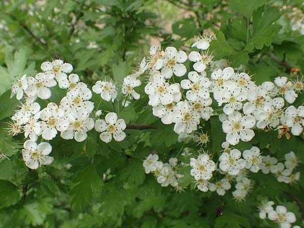 Crataegus monogyna \ Eingriffeliger Weidorn / Hawthorn, D Mannheim 3.5.2018