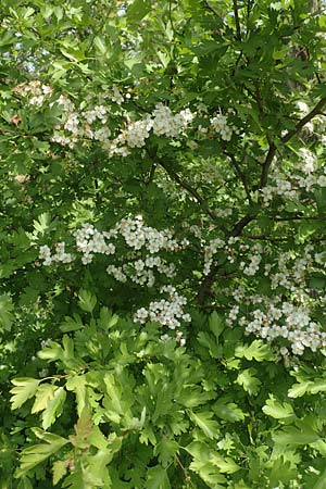 Crataegus monogyna \ Eingriffeliger Weidorn / Hawthorn, D Mannheim 3.5.2018