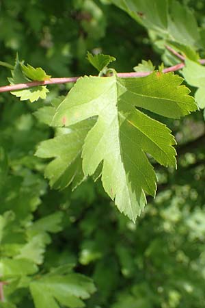 Crataegus monogyna \ Eingriffeliger Weidorn / Hawthorn, D Mannheim 3.5.2018