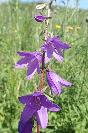 Campanula rapunculoides \ Acker-Glockenblume / Creeping Bellflower, D Grünstadt-Asselheim 19.6.2018