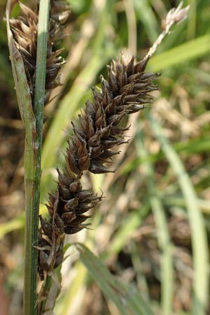 Carex riparia \ Ufer-Segge / Great Pond Sedge, D Philippsburg 7.7.2018