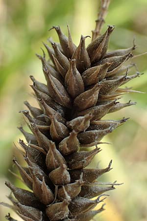 Carex riparia \ Ufer-Segge / Great Pond Sedge, D Philippsburg 7.7.2018