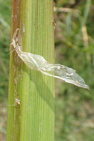 Carex riparia \ Ufer-Segge / Great Pond Sedge, D Philippsburg 7.7.2018