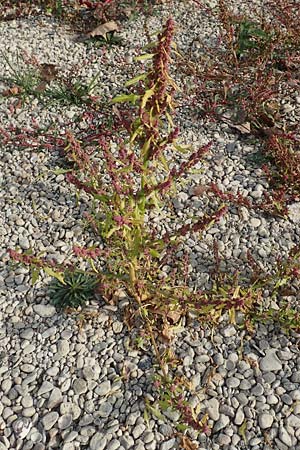 Chenopodium rubrum \ Roter Gnsefu / Red Goosefoot, D Biblis 20.10.2018