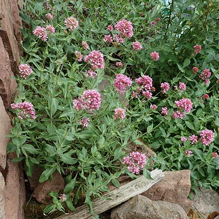Centranthus ruber subsp. ruber \ Rote Spornblume / Red Valerian, D Dilsberg 24.5.2020