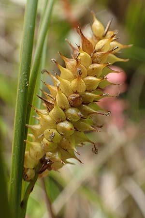 Carex rostrata \ Schnabel-Segge / Bottle Sedge, D Hunsrück, Börfink 18.7.2020