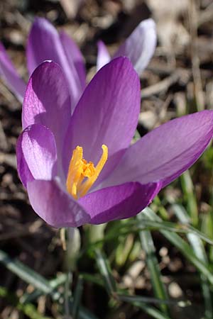 Crocus tommasinianus \ Elfen-Krokus, Dalmatiner Krokus / Woodland Crocus, Tommasini's Crocus, D Ludwigshafen 8.3.2021