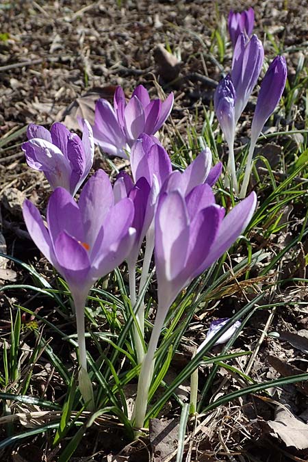 Crocus tommasinianus \ Elfen-Krokus, Dalmatiner Krokus / Woodland Crocus, Tommasini's Crocus, D Ludwigshafen 8.3.2021
