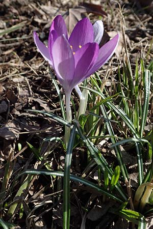 Crocus tommasinianus \ Elfen-Krokus, Dalmatiner Krokus / Woodland Crocus, Tommasini's Crocus, D Ludwigshafen 8.3.2021