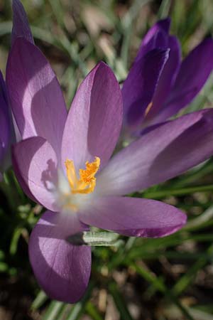 Crocus tommasinianus \ Elfen-Krokus, Dalmatiner Krokus / Woodland Crocus, Tommasini's Crocus, D Ludwigshafen 8.3.2021