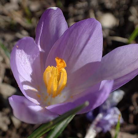 Crocus tommasinianus \ Elfen-Krokus, Dalmatiner Krokus / Woodland Crocus, Tommasini's Crocus, D Ludwigshafen 8.3.2021