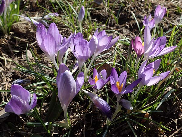 Crocus tommasinianus \ Elfen-Krokus, Dalmatiner Krokus / Woodland Crocus, Tommasini's Crocus, D Ludwigshafen 8.3.2021