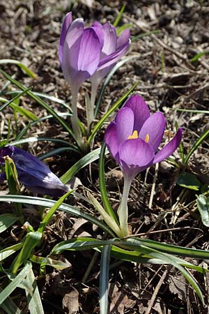 Crocus tommasinianus \ Elfen-Krokus, Dalmatiner Krokus / Woodland Crocus, Tommasini's Crocus, D Ludwigshafen 8.3.2021