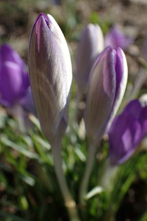 Crocus tommasinianus \ Elfen-Krokus, Dalmatiner Krokus / Woodland Crocus, Tommasini's Crocus, D Ludwigshafen 8.3.2021