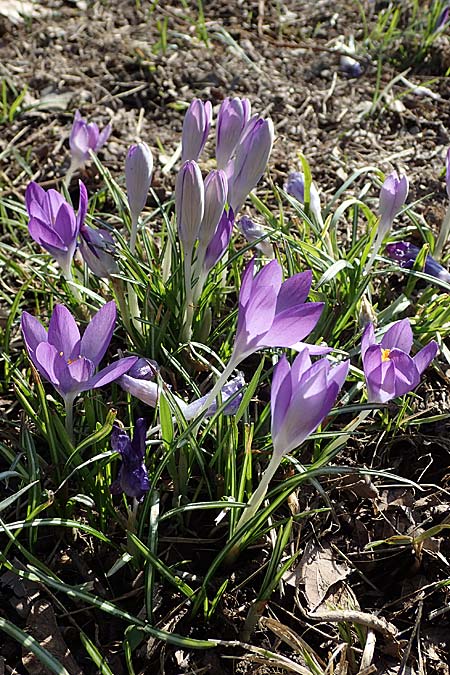 Crocus tommasinianus \ Elfen-Krokus, Dalmatiner Krokus / Woodland Crocus, Tommasini's Crocus, D Ludwigshafen 8.3.2021