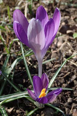Crocus tommasinianus \ Elfen-Krokus, Dalmatiner Krokus / Woodland Crocus, Tommasini's Crocus, D Ludwigshafen 8.3.2021