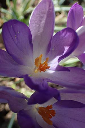 Crocus tommasinianus \ Elfen-Krokus, Dalmatiner Krokus / Woodland Crocus, Tommasini's Crocus, D Ludwigshafen 8.3.2021