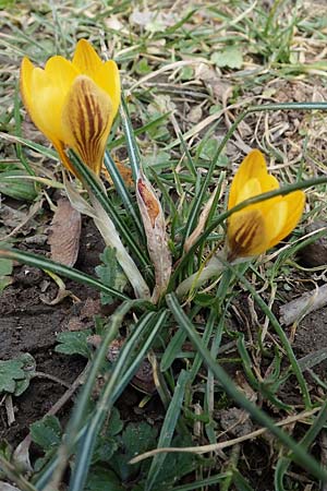 Crocus flavus \ Gold-Krokus / Yellow Crocus, D Ludwigshafen 8.3.2021