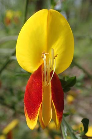 Cytisus scoparius \ Besen-Ginster / Scotch Broom, D Odenwald, Oberflockenbach 8.5.2021