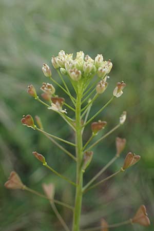 Capsella bursa-pastoris \ Hirtentschel / Shepherd's Purse, D Mannheim 15.5.2021