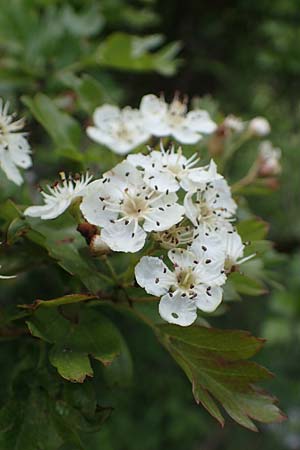 Crataegus monogyna, Eingriffeliger Weißdorn Crataegus monogyna, Eingriffeliger Weißdorn