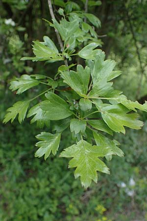 Crataegus monogyna \ Eingriffeliger Weidorn / Hawthorn, D Ketsch 20.5.2021