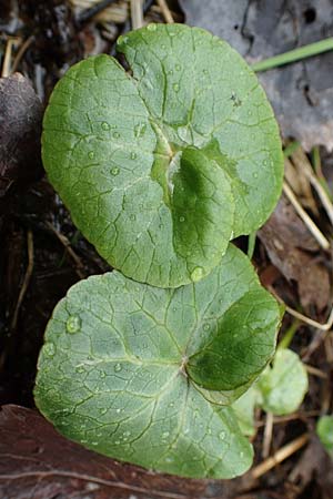 Caltha palustris var. radicans \ Wurzelnde Sumpf-Dotterblume / Rooting Marsh Marigold, D Simmerath 17.4.2023