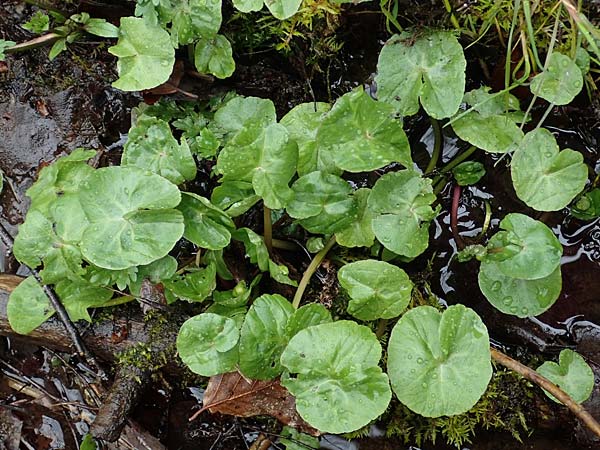 Caltha palustris var. radicans \ Wurzelnde Sumpf-Dotterblume / Rooting Marsh Marigold, D Simmerath 17.4.2023