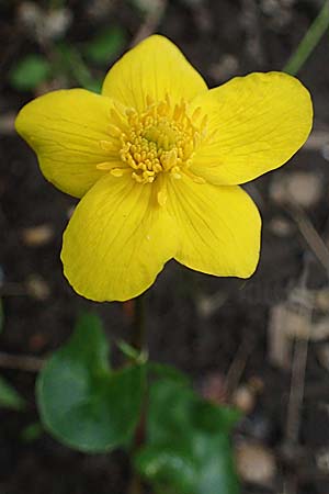 Caltha palustris var. radicans \ Wurzelnde Sumpf-Dotterblume / Rooting Marsh Marigold, D Simmerath 24.4.2023