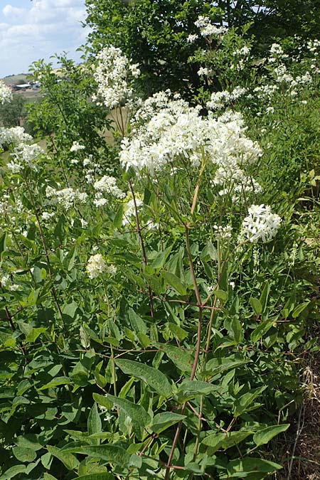 Clematis recta \ Aufrechte Waldrebe / Ground Clematis, D Thüringen, Kölleda 15.6.2023