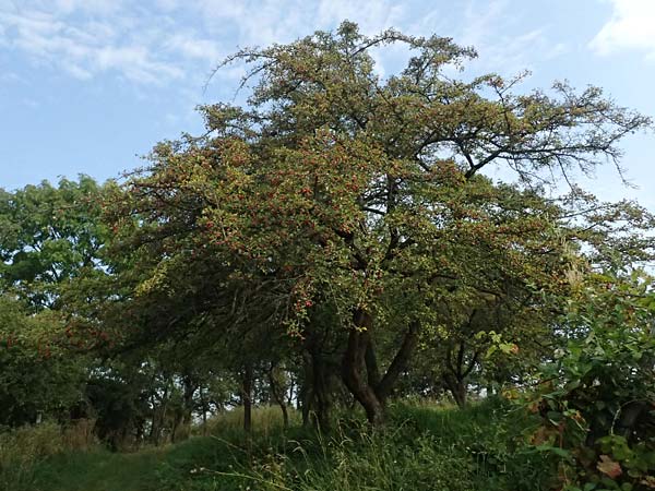 Crataegus rhipidophylla subsp. rhipidophylla \ Grokelch-Weidorn / Midland Hawthorn, D Hemsbach 2.9.2024