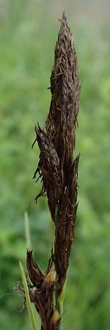 Carex riparia \ Ufer-Segge / Great Pond Sedge, D Mannheim 12.5.2026