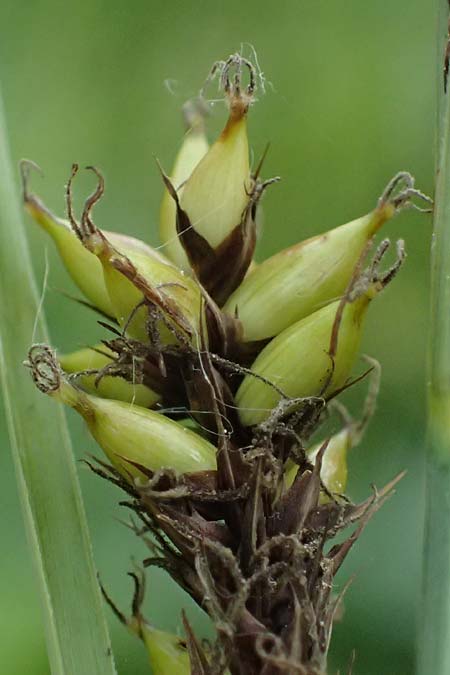 Carex riparia \ Ufer-Segge / Great Pond Sedge, D Mannheim 12.5.2026